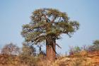 Baobab Krüger